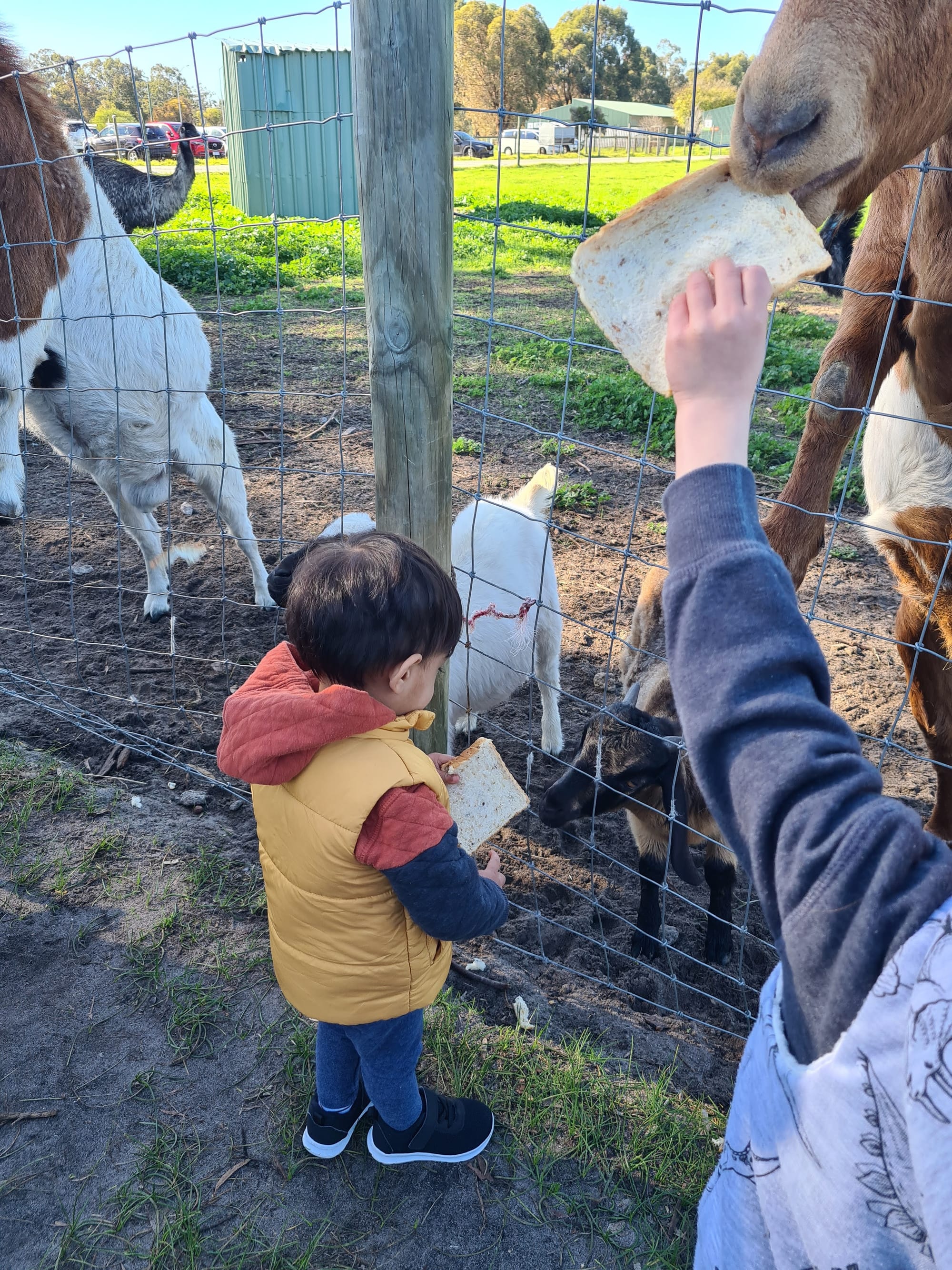 Chooks, coffee & playgrounds: Perth’s best farm cafes for a day out