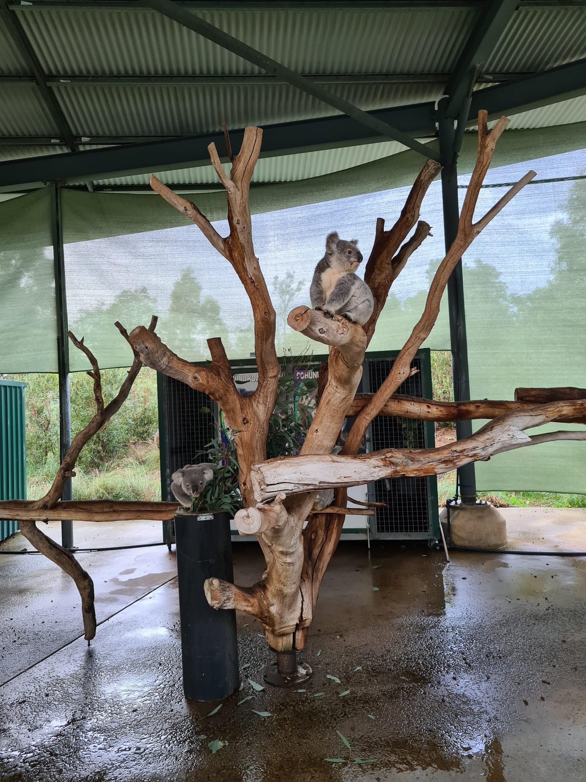 Koala at Cohunu Wildlife Park. Source: Wild Nestlings