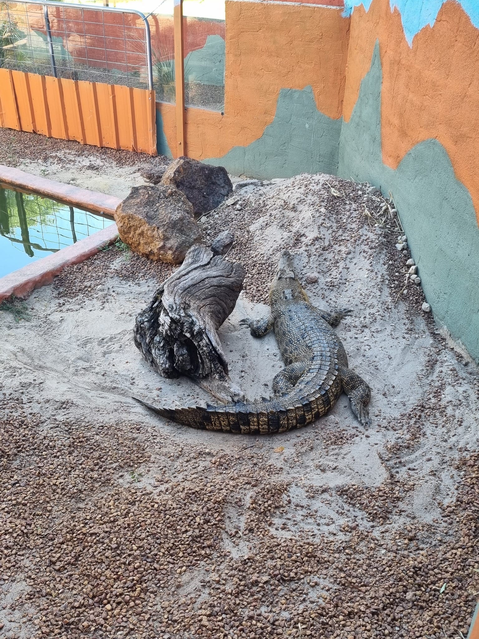 Saltwater Crocodile at the Armadale Reptile Centre. Source: Armadale Reptile Centre Facebook