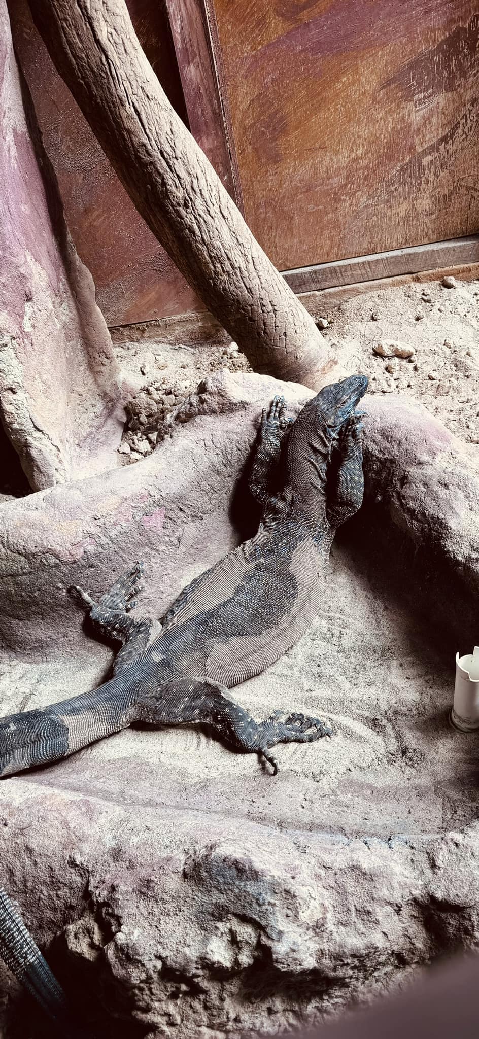 Lace monitor lizard at the WA Reptile Park. Source: West Australian Reptile Park