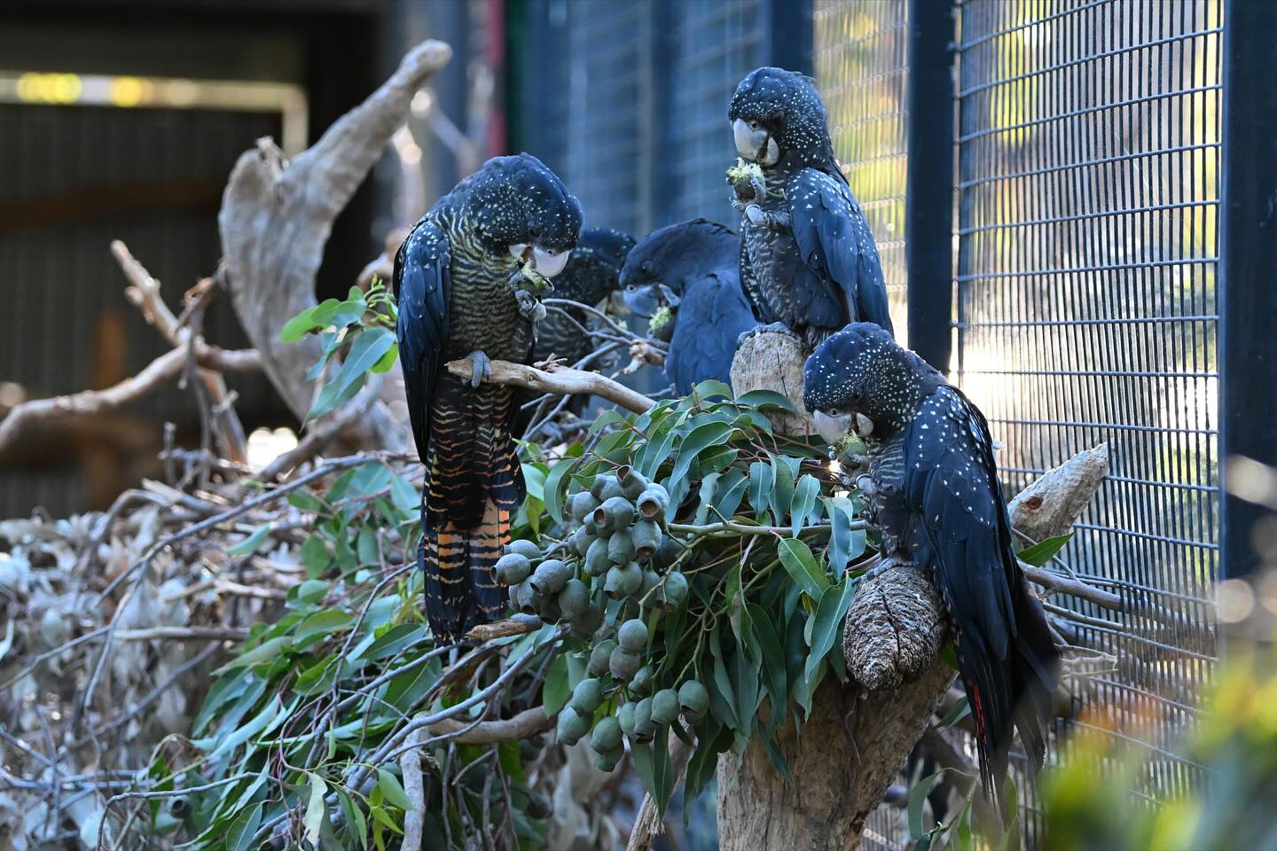 Forest Red-tailed Cockatoos at the Kaarakin Black Cockatoo Conservation Centre. Source: Kaarakin Black Cockatoo Conservation Centre Facebook