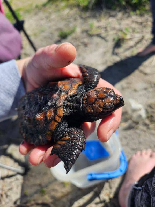 Turtle at Naragebup - Rockingham Regional Environment Centre. Source: Naragebup - Rockingham Regional Environment Centre Facebook