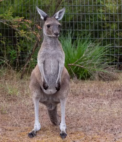 Western Grey Kangaroo at WA Wildlife. Source: WA Wildlife website