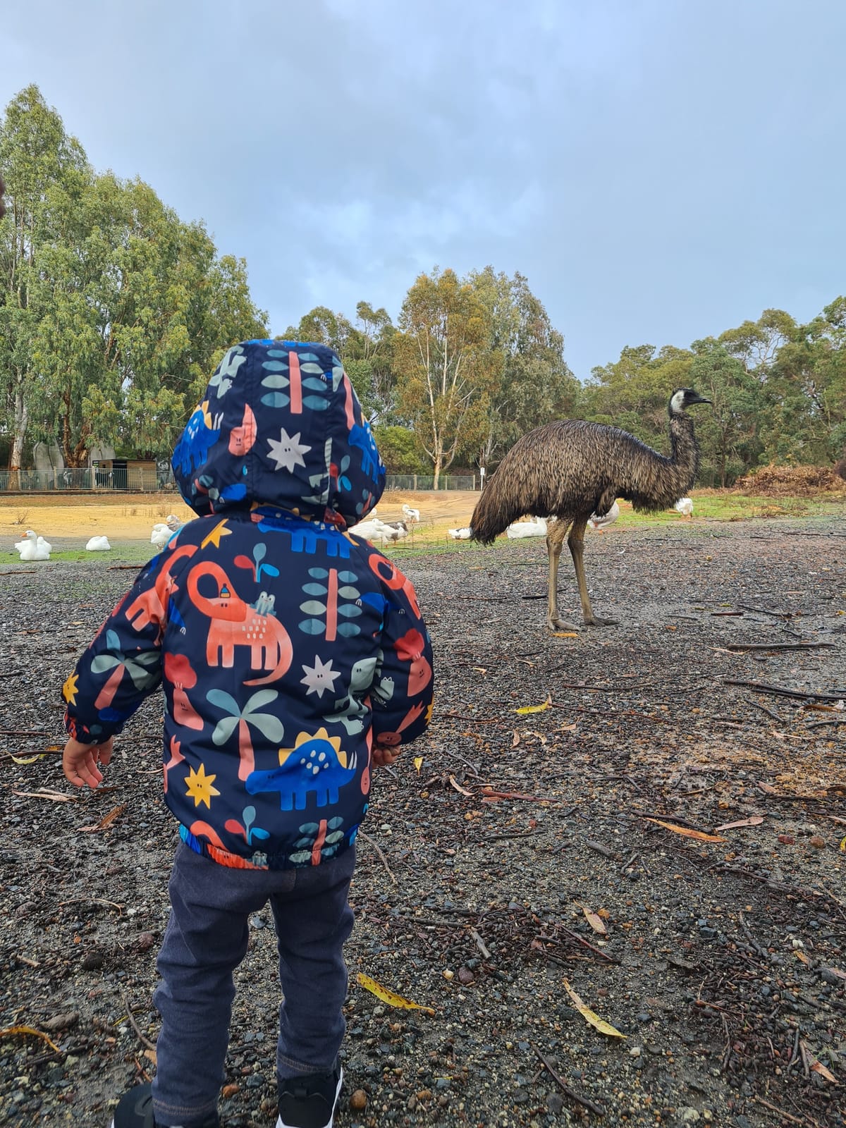 With emus and geese at Cohunu Wildlife Park. Source: Wild Nestlings. 